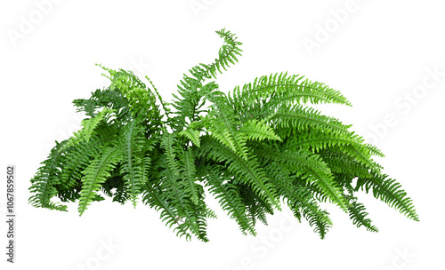 Tropical plant fern bush shrub tree isolated on white background with clipping path.