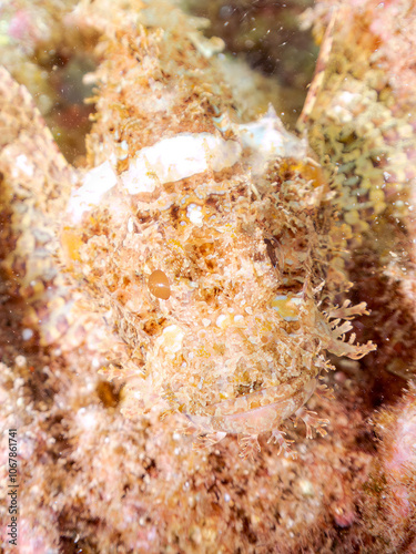 岩の間で完璧な擬態をする、美しいオニカサゴ（フサカサゴ科）。
英名学名：Hairy Stingfish (Scorpaenopsis cirrhosa)
静岡県伊豆半島賀茂郡南伊豆町中木ヒリゾ浜2024年
 photo