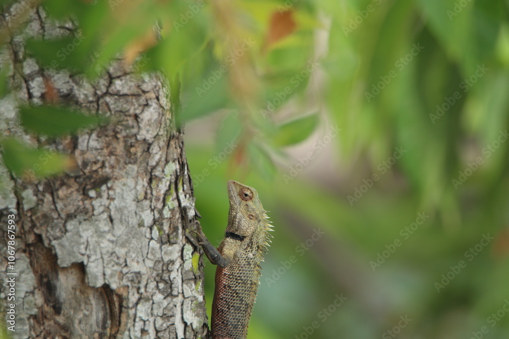 Garden lizard in my Garden, Sri Lanka Garden lizard in my Garden, Sri Lanka