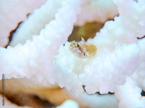 高海水温が続いているのでサンゴの白化現象が起きている。
テーブルサンゴに住む、可愛いヘビギンポ（ヘビギンポ科）系の幼魚。
英名学名：Triplefin Blenny, Enneapterygius etheostomus
静岡県伊豆半島賀茂郡南伊豆町中木ヒリゾ浜2024年
 photo