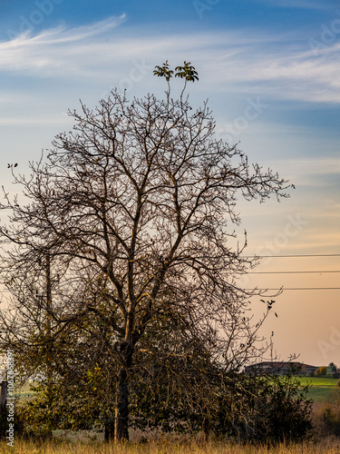 Neue Triebe an einem kahlen Baum photo