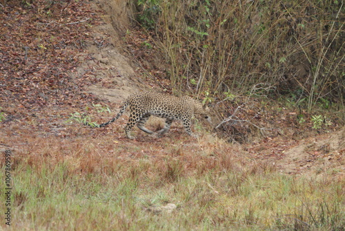 Sri Lankan Leopard in Wilpattu National Park, Sri Lanka  photo