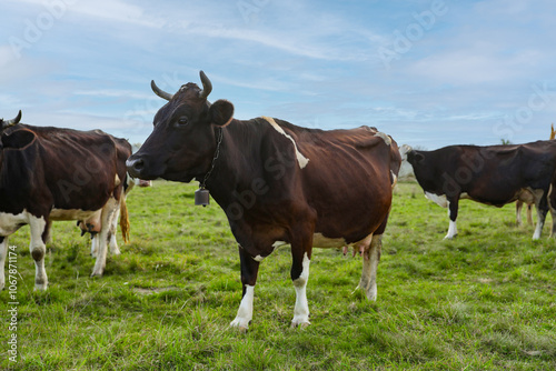 Beautiful cows grazing on green grass outdoors