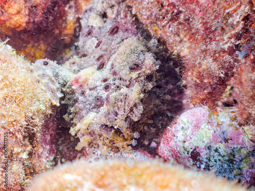 エスカ（触手）を振って魚を呼び寄せて狩る、巨大なオオモンカエルアンコウ（カエルアンコウ科）。
英名学名：Giant Frogfish, Antennarius commersoni
自分よりも大きな獲物でも、１０倍に広がる大きな口で丸呑みにする。
その速度は0.0001秒。生物界最速のハンターである。

静岡県伊豆半島賀茂郡南伊豆町中木ヒリゾ浜2024年
 photo