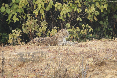 Sri Lankan Leopard in Wilpattu National Park, Sri Lanka  photo