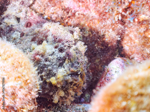 エスカ（触手）を振って魚を呼び寄せて狩る、巨大なオオモンカエルアンコウ（カエルアンコウ科）。
英名学名：Giant Frogfish, Antennarius commersoni
自分よりも大きな獲物でも、１０倍に広がる大きな口で丸呑みにする。
その速度は0.0001秒。生物界最速のハンターである。

静岡県伊豆半島賀茂郡南伊豆町中木ヒリゾ浜2024年
 photo
