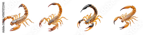 Obraz na płótnie Four different types of scorpions are shown in a row w salonie