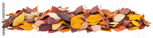 A pile of leaves with a white background
