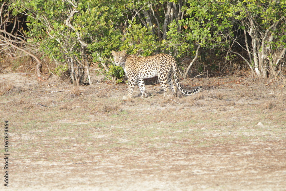 Sri Lankan Leopard in Wilpattu National Park, Sri Lanka Sri Lankan Leopard in Wilpattu National Park, Sri Lanka