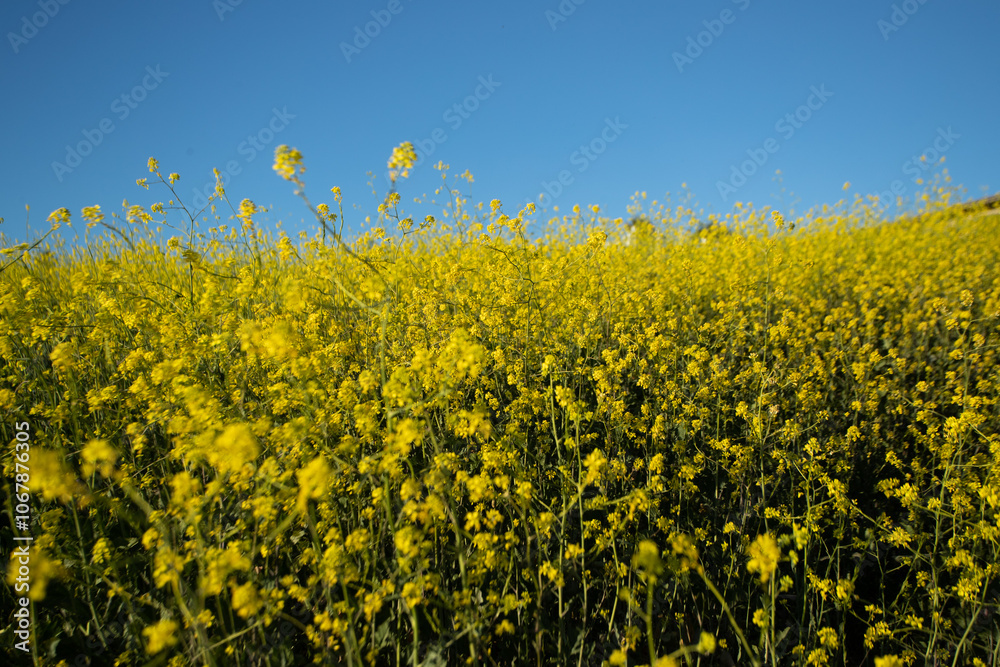 flower field flower field