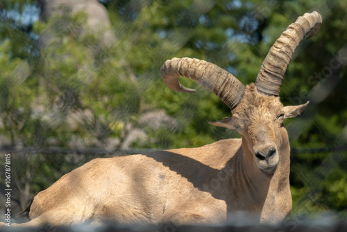 Mountain Goat Sunbathing