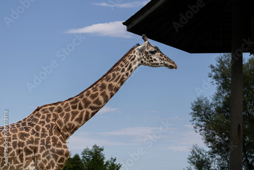 Photography giraffe in the zoo