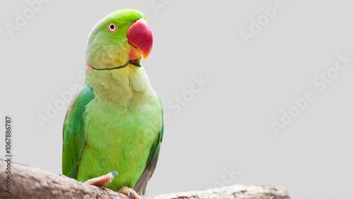 Colorful parrot isolated on white transparent background. Green bird cutout on empty screen