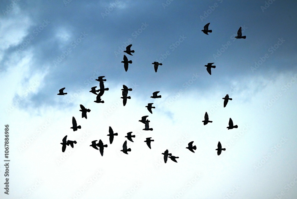 Obraz premium A flock of pigeons flying at the seaside. Wild bird background material.