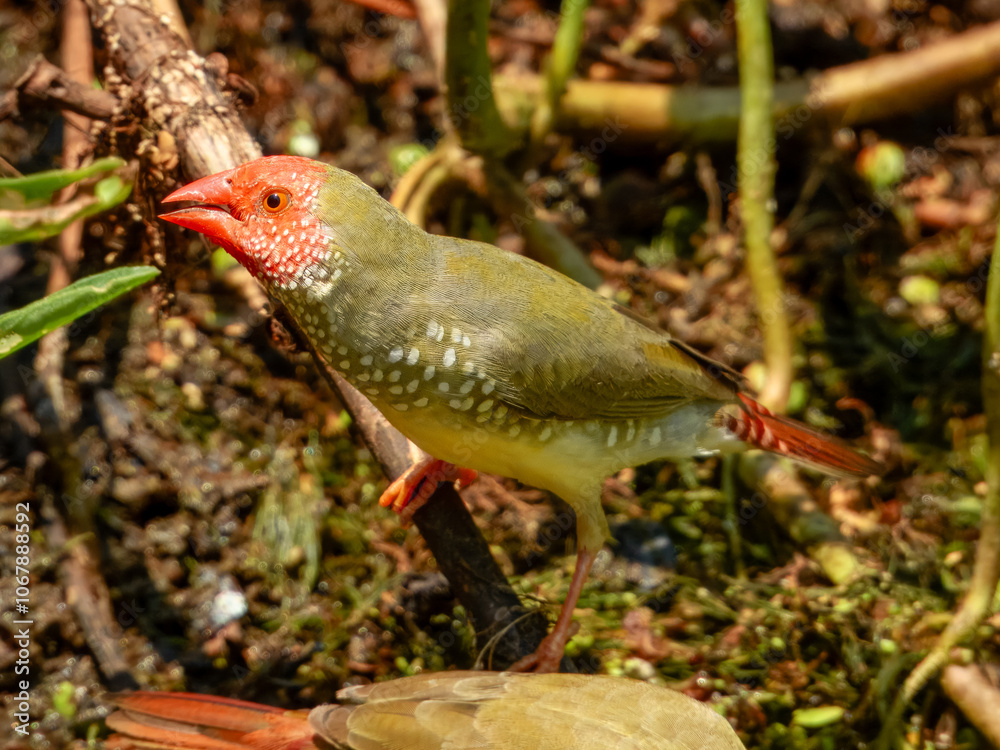 Fototapeta premium Stunning native bird of Australia. Found across rural inland areas.