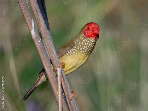 Stunning native bird of Australia. Found across rural inland areas. photo