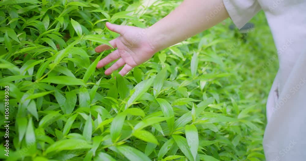 Hand Gently reaching out to Touching Lush Green Foliage in a Vibrant Garden Setting Capturing Nature's Serenity and Connection Hand Gently reaching out to Touching Lush Green Foliage in a Vibrant Garden Setting Capturing Nature's Serenity and Connection