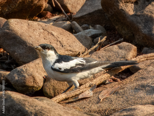 White-winged Triller (Lalage tricolor) in Australia photo