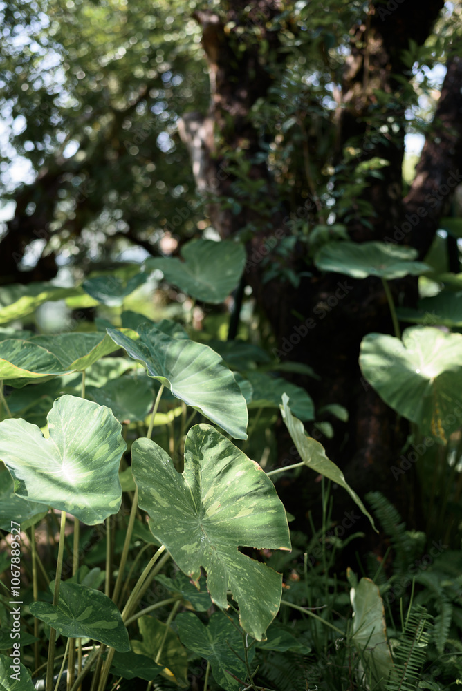 Tropical plants, ornamental plants for garden decoration Tropical plants, ornamental plants for garden decoration