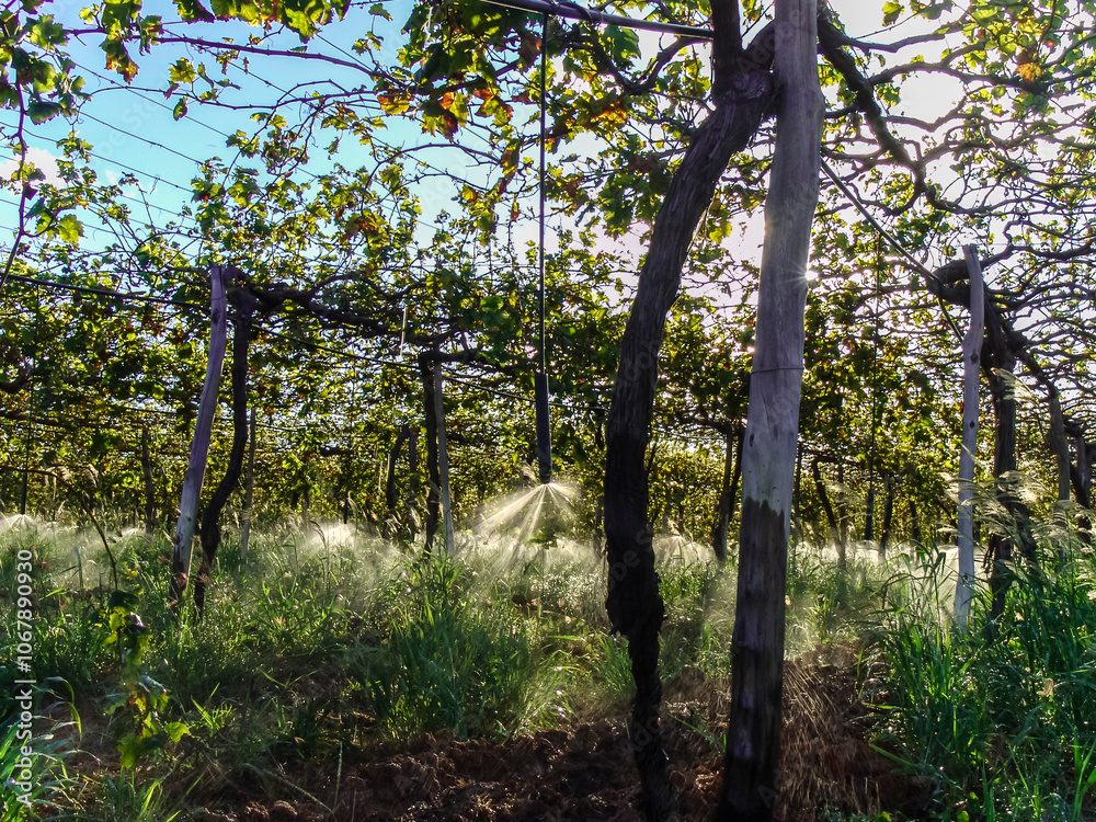 irrigation system in a vineyard with green grapes in Brazil irrigation system in a vineyard with green grapes in Brazil