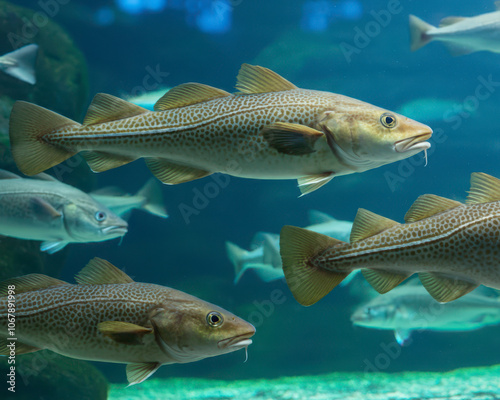 Cods or Gadus morhua and saithes Pollachius Virens fish in the Atlantic Sea Park in Alesund, Norway