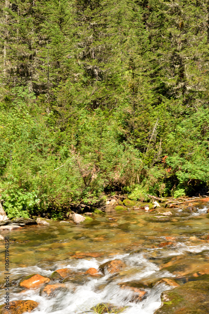 A rapid stream of a wide stream with clear water flows from the mountains through a coniferous forest on a sunny summer day. A rapid stream of a wide stream with clear water flows from the mountains through a coniferous forest on a sunny summer day.