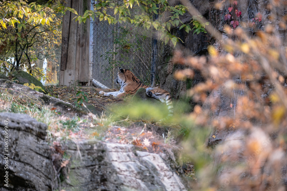 Tiger lying on the floor in the wildlife in the zoo Tiger lying on the floor in the wildlife in the zoo