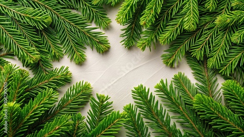 Top view of fresh green SongYe leaves with pine needles, pine, herb, SongYe, SongZhen, Pinus armandi Franch, green, fresh photo