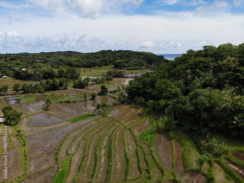 Rice terraces field in island photo