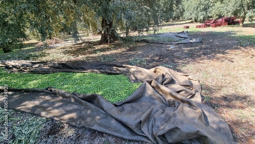 olives olive olive tree leaves ripe and semi ripe olives on the tree in autumn season in greece photo