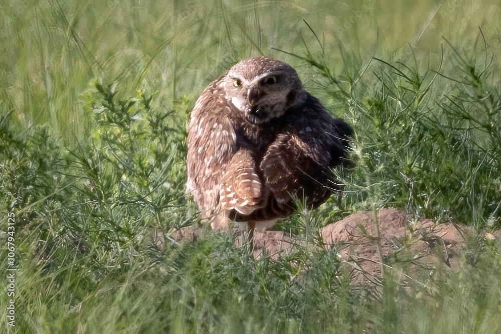 Wild burrowing owl at the Rocky Mountain Arsenal in Colorado. Wild burrowing owl at the Rocky Mountain Arsenal in Colorado.