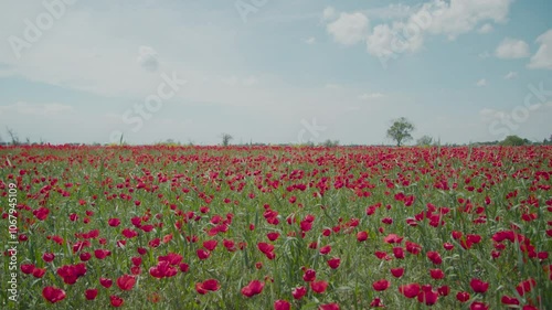 Beautiful nature of Kazakhstan. Poppy red field