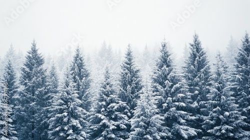 A forest of evergreen trees covered in snow, standing tall in a winter landscape