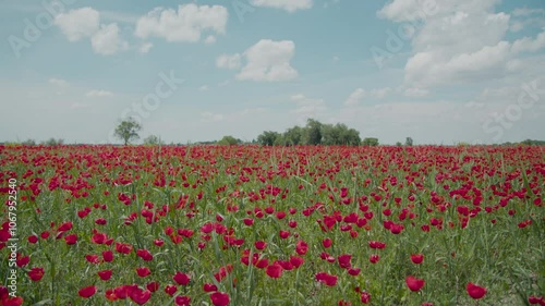Beautiful nature of Kazakhstan. Poppy red field
