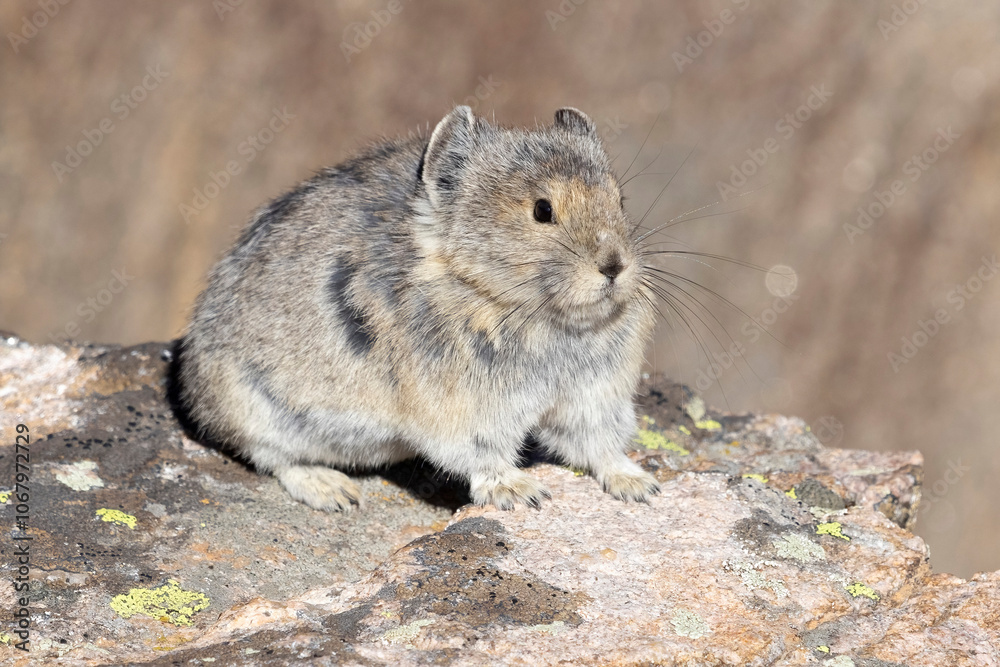 A wild pika in the Rocky Mountains of Colorado A wild pika in the Rocky Mountains of Colorado