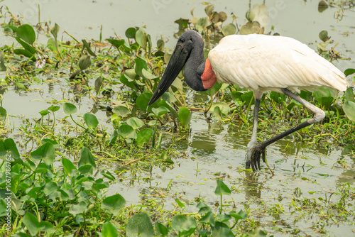 Iconic jabiru stork foraging in swamp photo