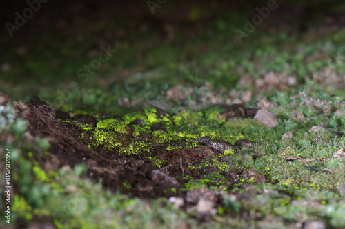 moss on the ground