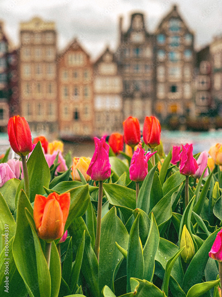 Fototapeta premium Tulips in Amsterdam