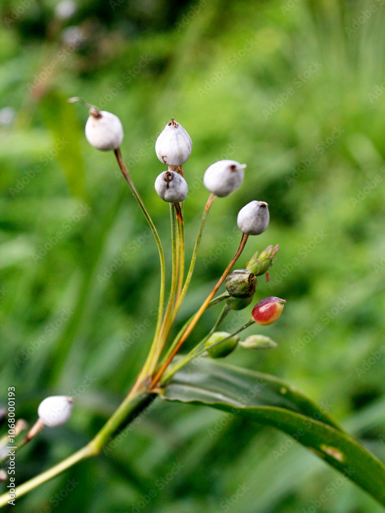 hanjeli is called job's tears or also called Chinese pearl, while in regional languages it is usually called jali watu. hanjeli is called job's tears or also called Chinese pearl, while in regional languages it is usually called jali watu.