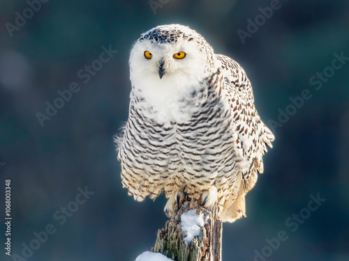 Snowy owl (Bubo scandiacus) perching on a rotten fance post on a cold winter morning against dark foliage background. photo