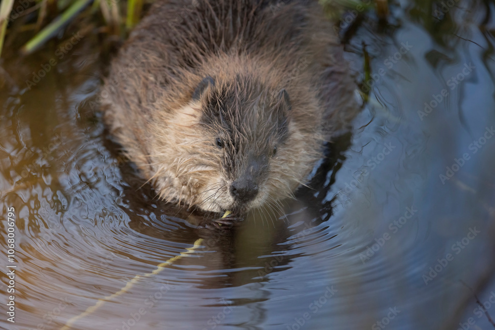 A wild beaver in Grand Teton National Park in Wyoming. A wild beaver in Grand Teton National Park in Wyoming.