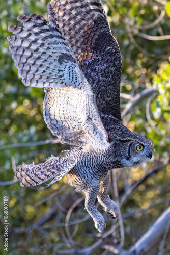 A wild great horned owl in a field in Colorado. photo