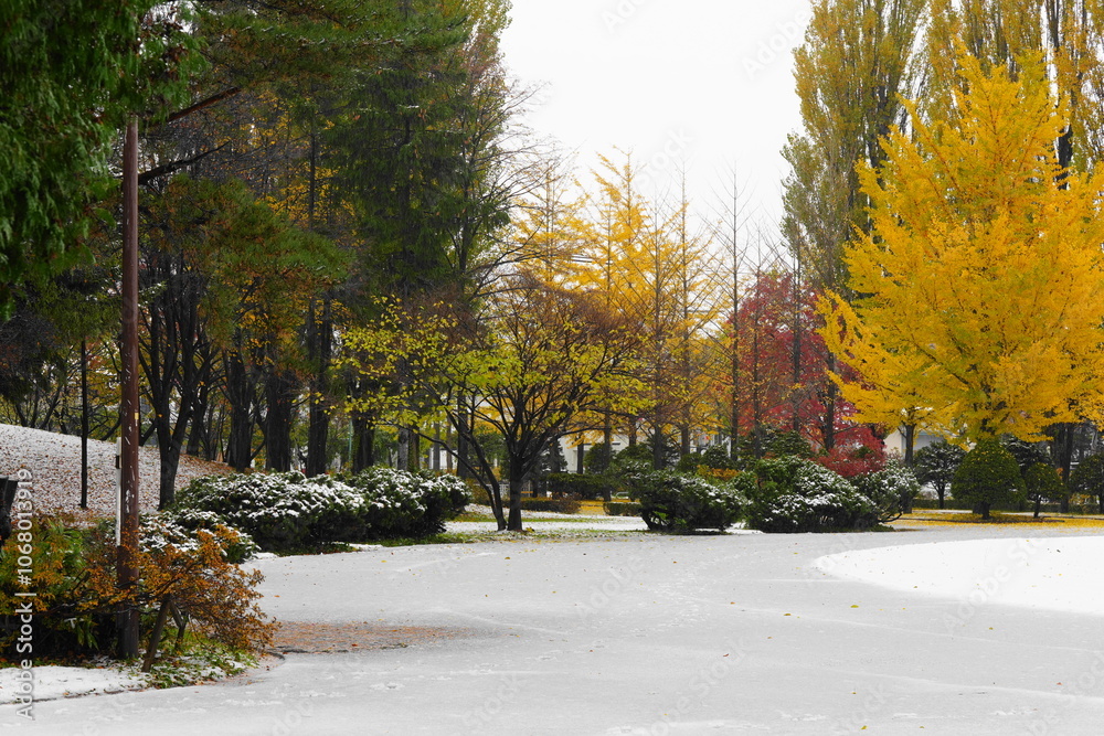 Fototapeta premium 積雪と紅葉