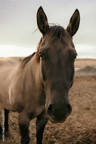 horse at golden hour
