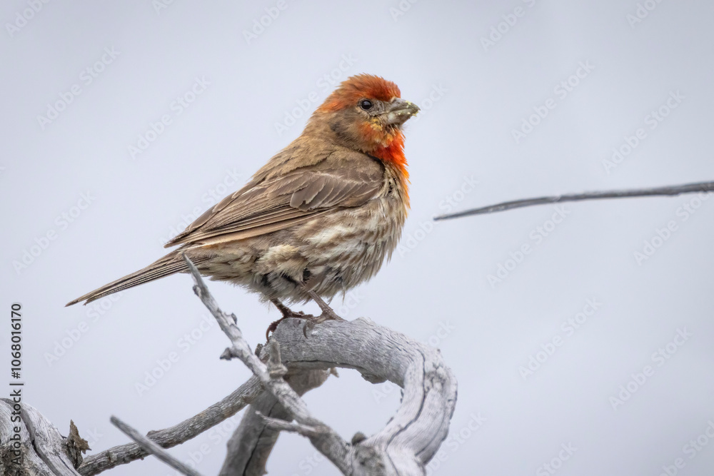 A wild house finch in Hawaiʻi Volcanoes National Park on the island of Hawaii. A wild house finch in Hawaiʻi Volcanoes National Park on the island of Hawaii.