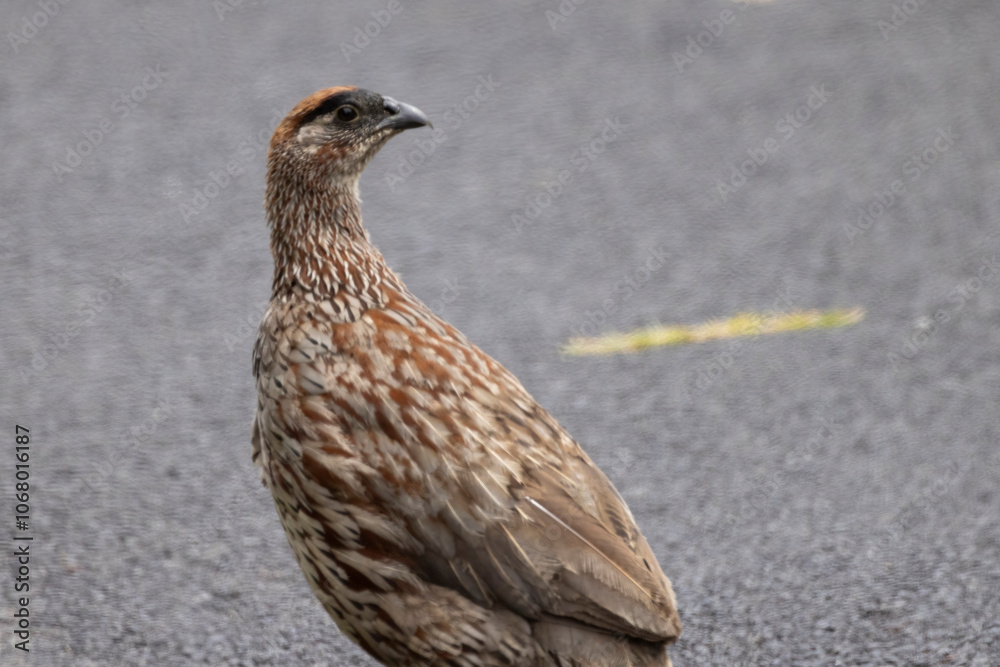 A wild erckel's spurfowl in Hawaiʻi Volcanoes National Park on the island of Hawaii. A wild erckel's spurfowl in Hawaiʻi Volcanoes National Park on the island of Hawaii.