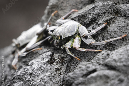 A wild crab on the island of Hawaii. photo