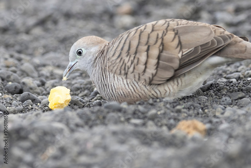 A wild zebra dove on the island of Hawaii. photo