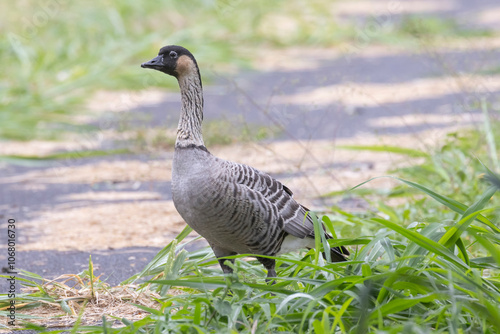 A wild nene, also known as the nēnē or the Hawaiian goose, on the island of Hawaii. photo