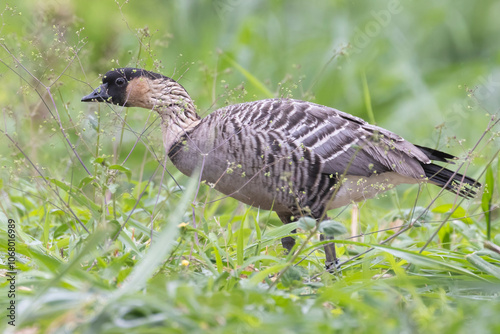 A wild nene, also known as the nēnē or the Hawaiian goose, on the island of Hawaii. photo